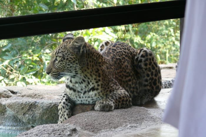 Leopard Drinking at Room 4 Plunge Pool