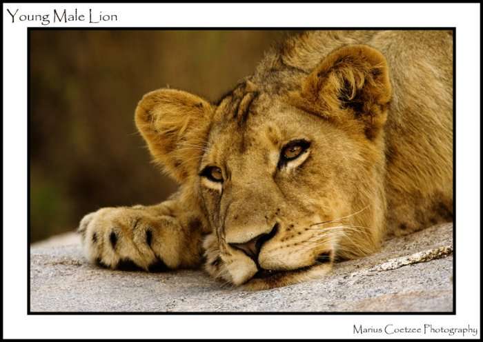 Lion Cub