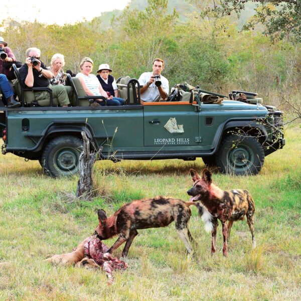 Sabi Sands game viewing