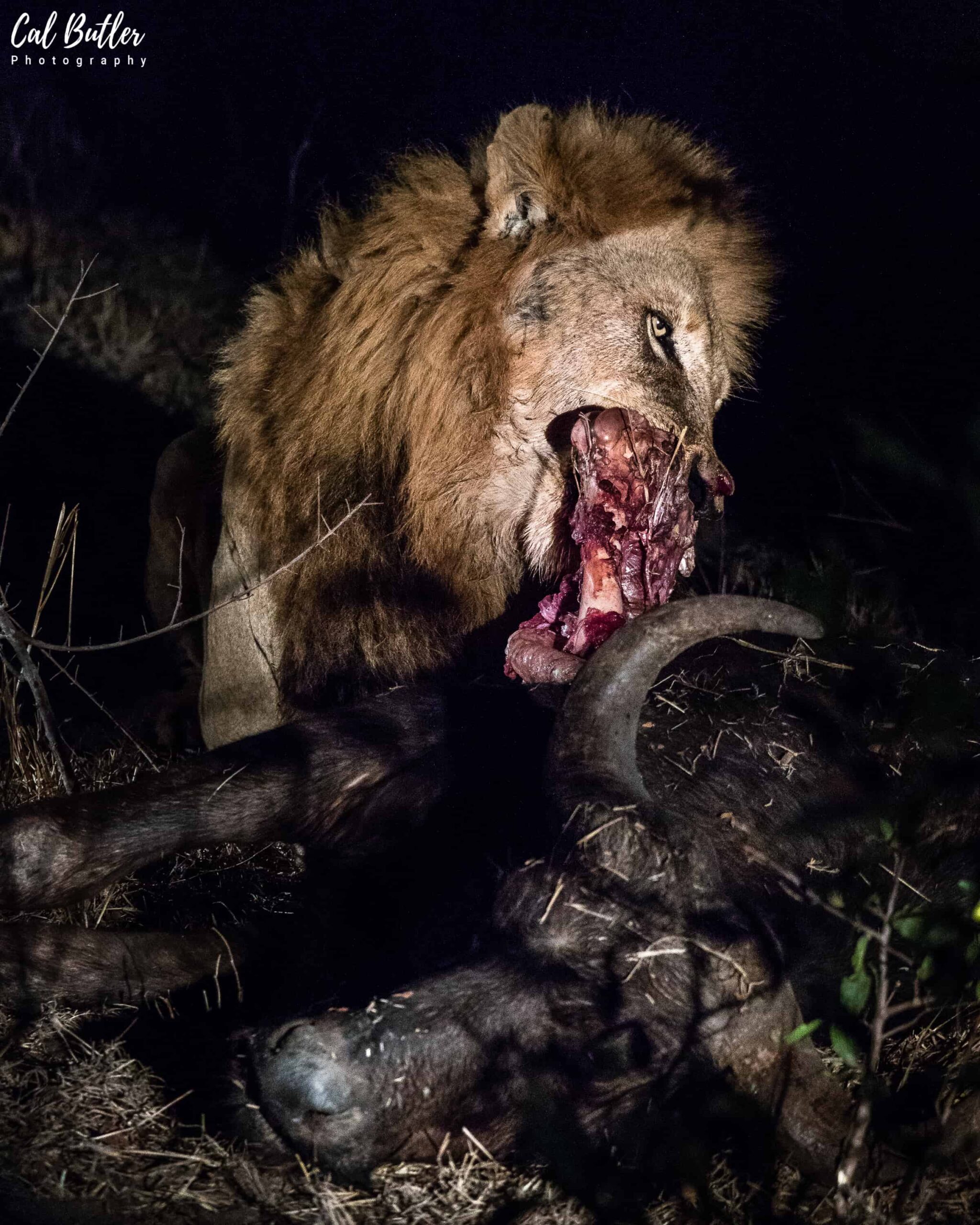 Matimba Male Lions