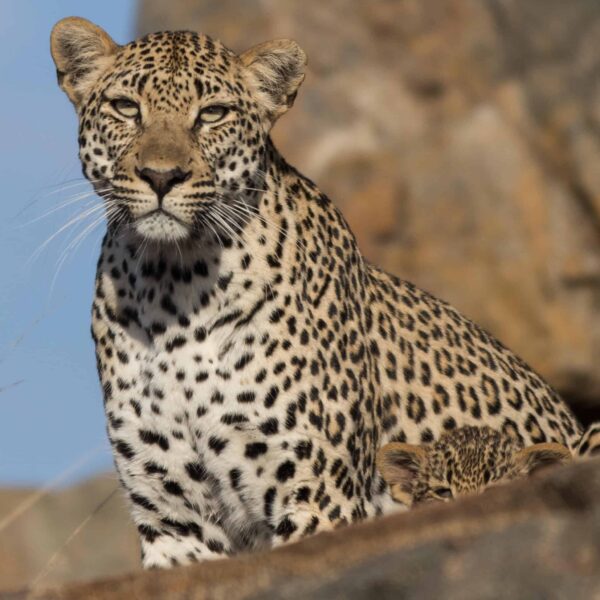 sabi sand leopards