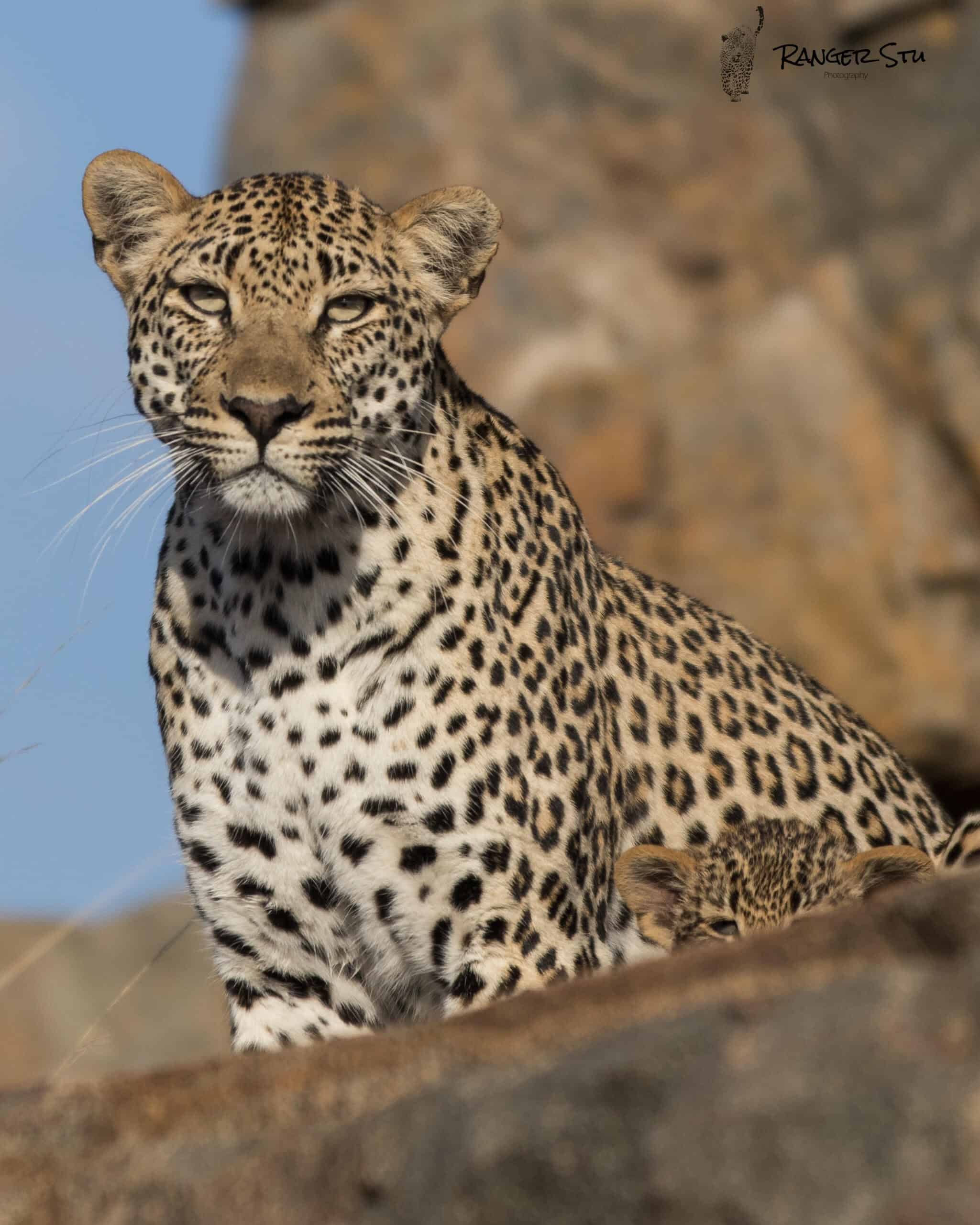 Leopards of the Sabi Sand Game Reserve