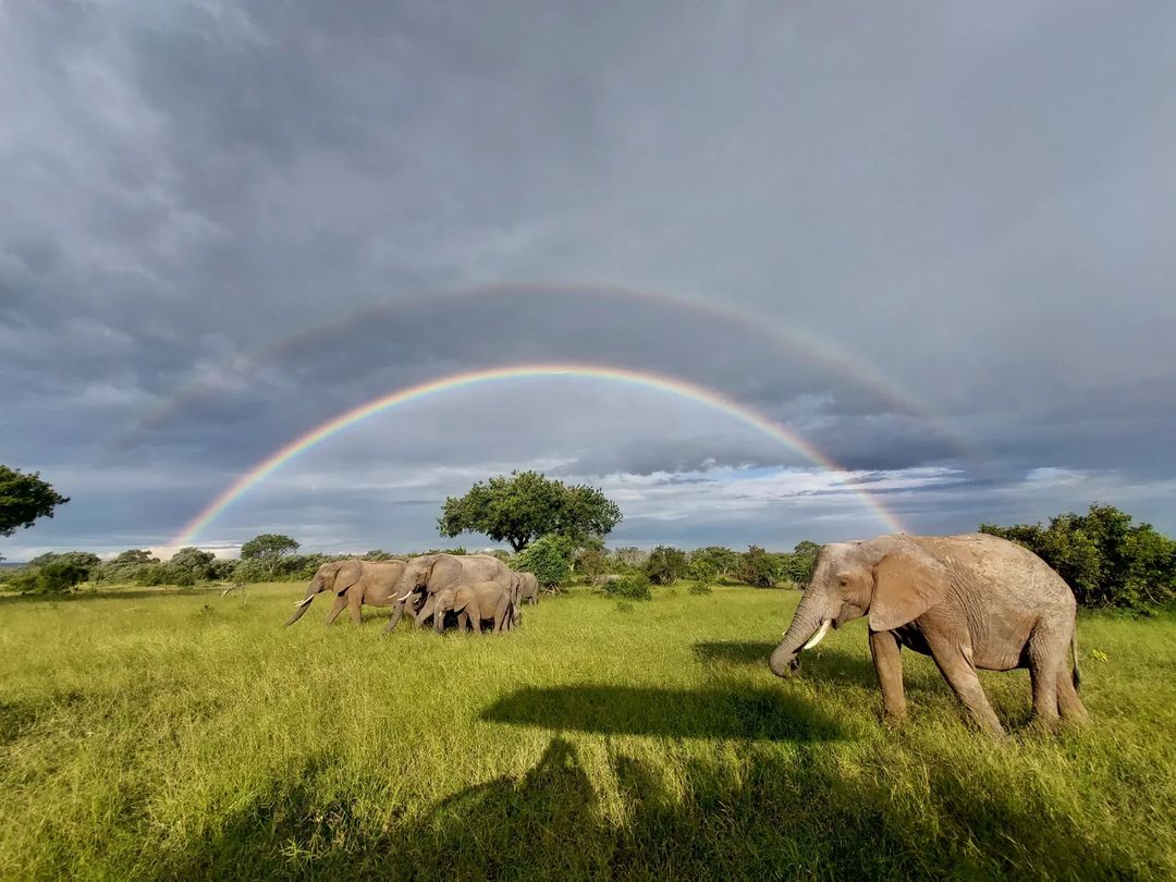 Elephant Behaviour: Getting to know the herd