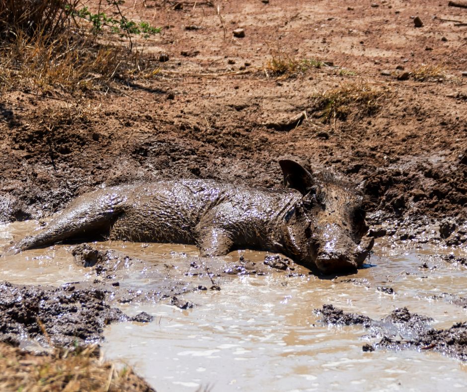 The Magic of a Mud Bath